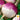 Turnip - Purple Top White Globe (Holistic)