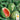 Watermelon - Dixie Queen (Holistic)