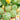 Squash, Summer - Scallop - Bennings Green Tint (Holistic)