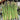 Asparagus - Mary Washington