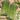 Asparagus - UC 157 F2