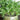 Basil - Thai