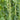 Bean - Asparagus - Green Podded