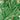 Bean - Winged