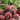 Beet - Green Top Bunching