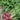 Beet - Lutz Green Leaf (Pink Stem)