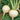 Beet - Lutz Green Leaf (White Stem)