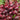Beet - Ruby Queen