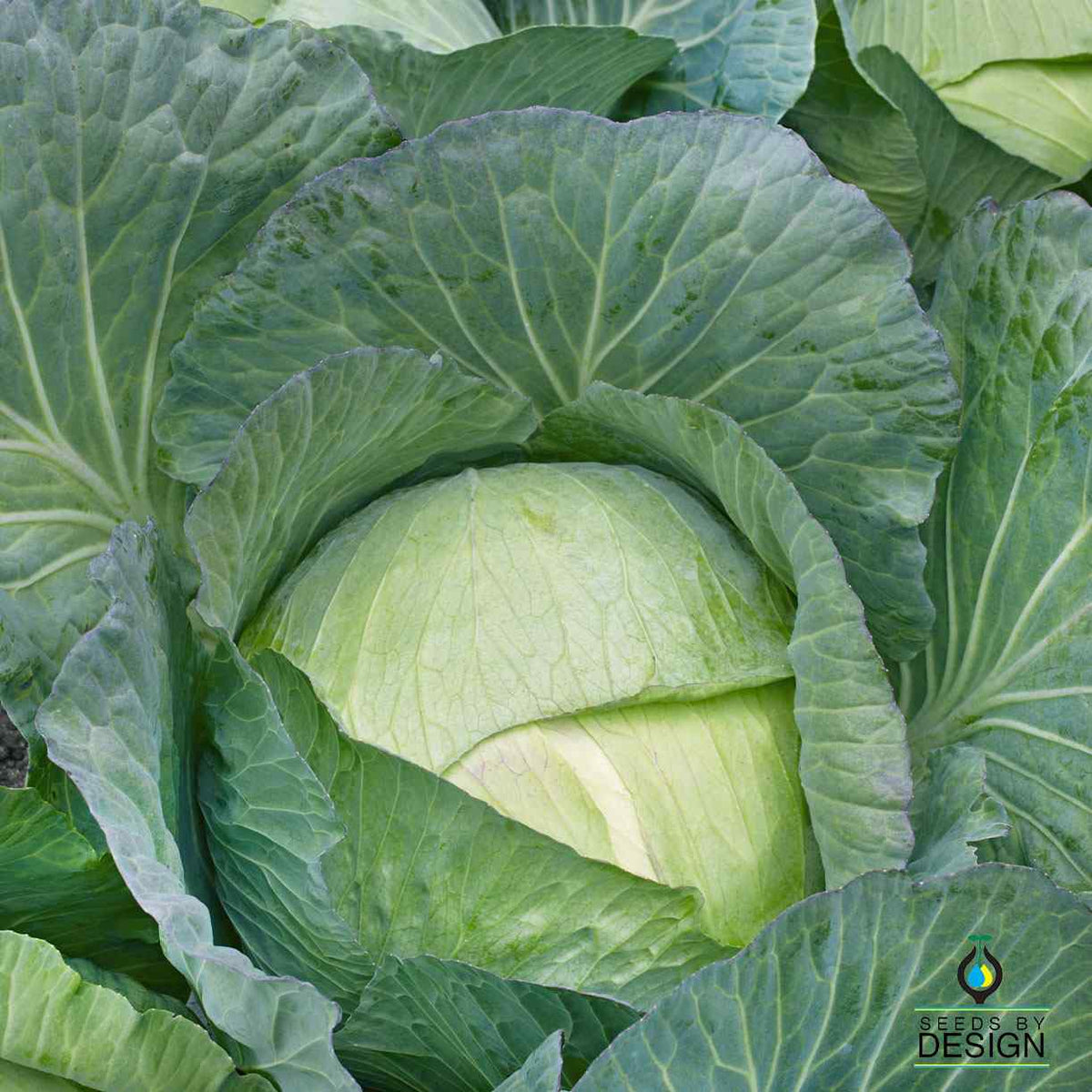 Cabbage Seeds – SeedsbyDesign.com