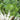 Cabbage, Pak Choi - Canton White