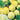 Cucumber - Lemon