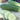 Cucumber - Marketmore 76