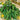 Cucumber - Picklers Pride Mix