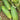 Cucumber - Poinsett 76