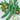Cucumber - Suyo Long