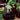 Eggplant - Full Moon F1