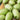 Eggplant - Green Envy F1