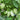 Eggplant - Patio Green Bush