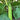 Eggplant - Louisiana Long Green