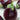 Eggplant - Prosperosa F1