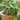 Eggplant - Patio Purple Bush