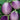Eggplant - Rosa Bianca