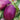 Eggplant - Rosalina F1