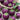 Eggplant - Purple Thai Round