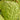 Gourd - Blister/Bule