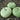 Gourd - Corsican