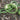 Gourd - Dipper - Extra Long Handle