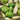 Gourd - Mixture Large