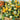 Gourd - Mixture Small