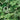 Gourd - Snake - Extra Long