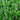 Basil - Large Leaf Italian