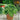 Basil - Lettuce Leaf