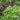Basil - Ornamental Mixture