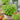 Basil - Parma