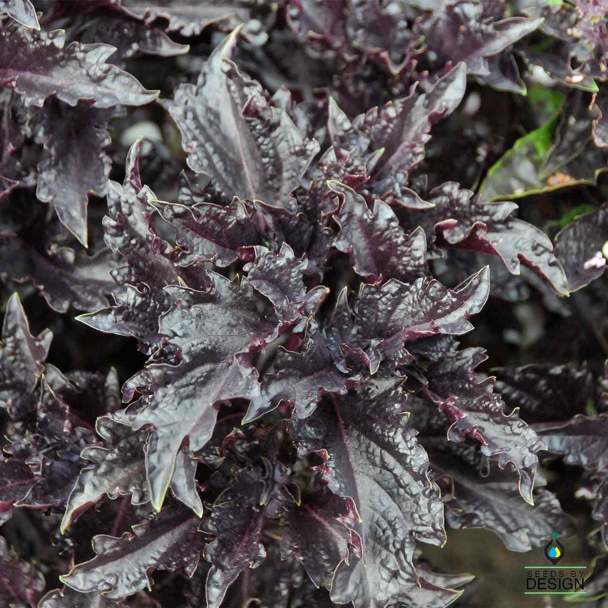 Basil - Purple Ruffles – SeedsbyDesign.com
