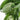 Basil - Romanesco Imp.