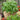 Basil - Selerno