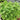 Basil - Siena