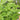 Basil - Sweet