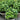 Basil - Venice