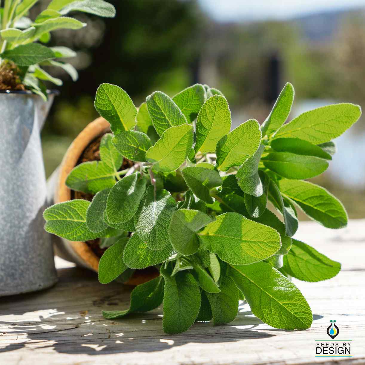 Broadleaf Sage Roots Sage - Broadleaf – SeedsbyDesign.com