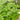 Basil - Trentino