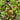 Lettuce, Blend - Bistro Blend