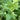 Lettuce, Leaf - Black Seeded Simpson
