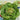 Lettuce, Butterhead - Blush Butter Cos