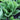 Lettuce, Romaine - Darlene